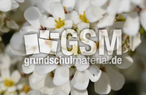 Schleifenblume_1.jpg